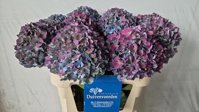 Hydrangea Pimpernel Classic 80cm 22Ø