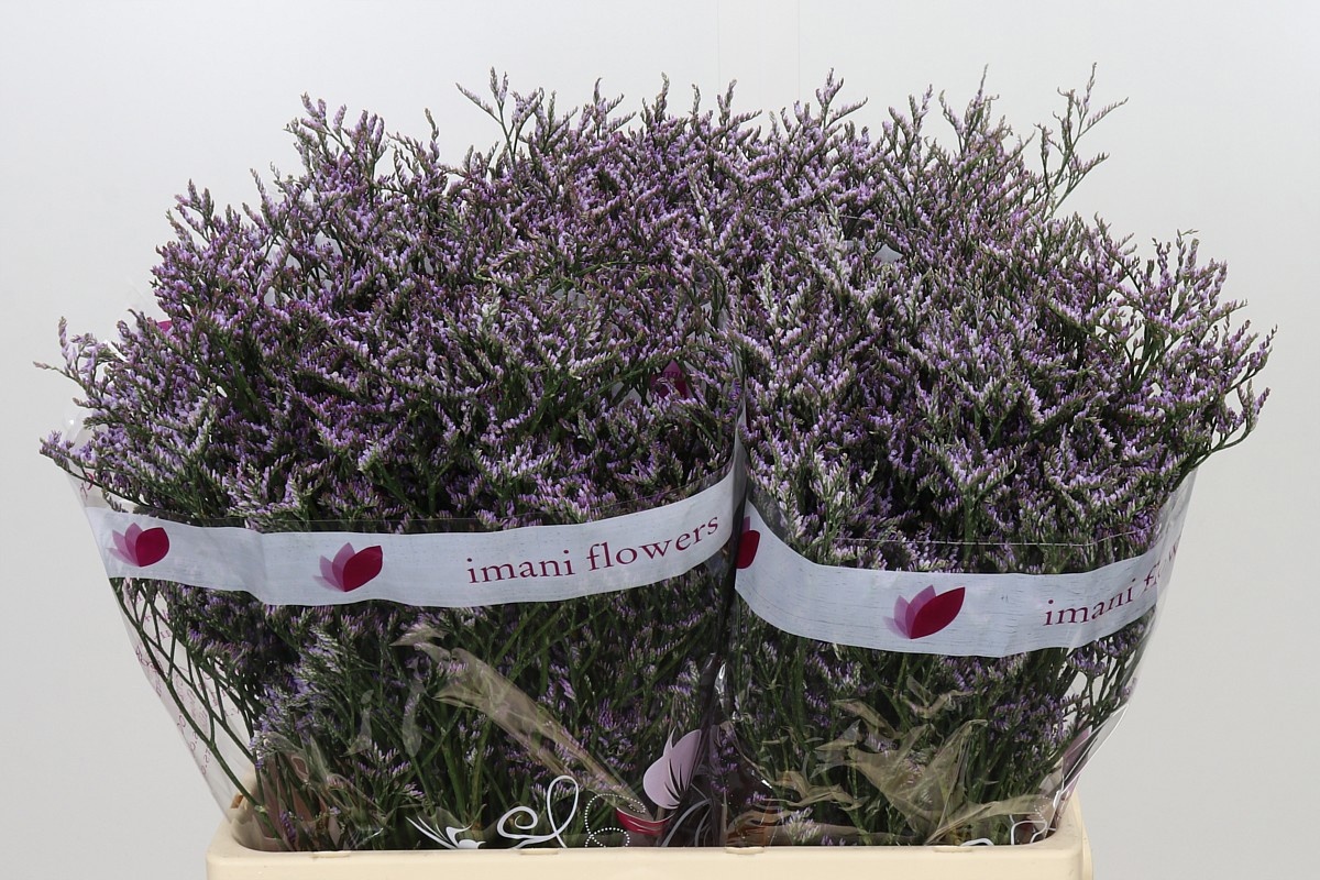 Lim Saf Lilac 60L.cm 26gram 23bloei