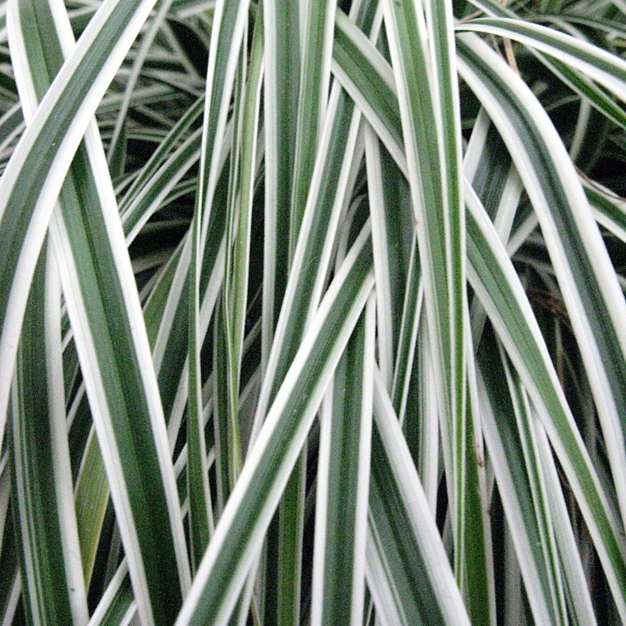 Picture of Carex oshimensis EverColor® Everest ('Fiwhite'PBR)