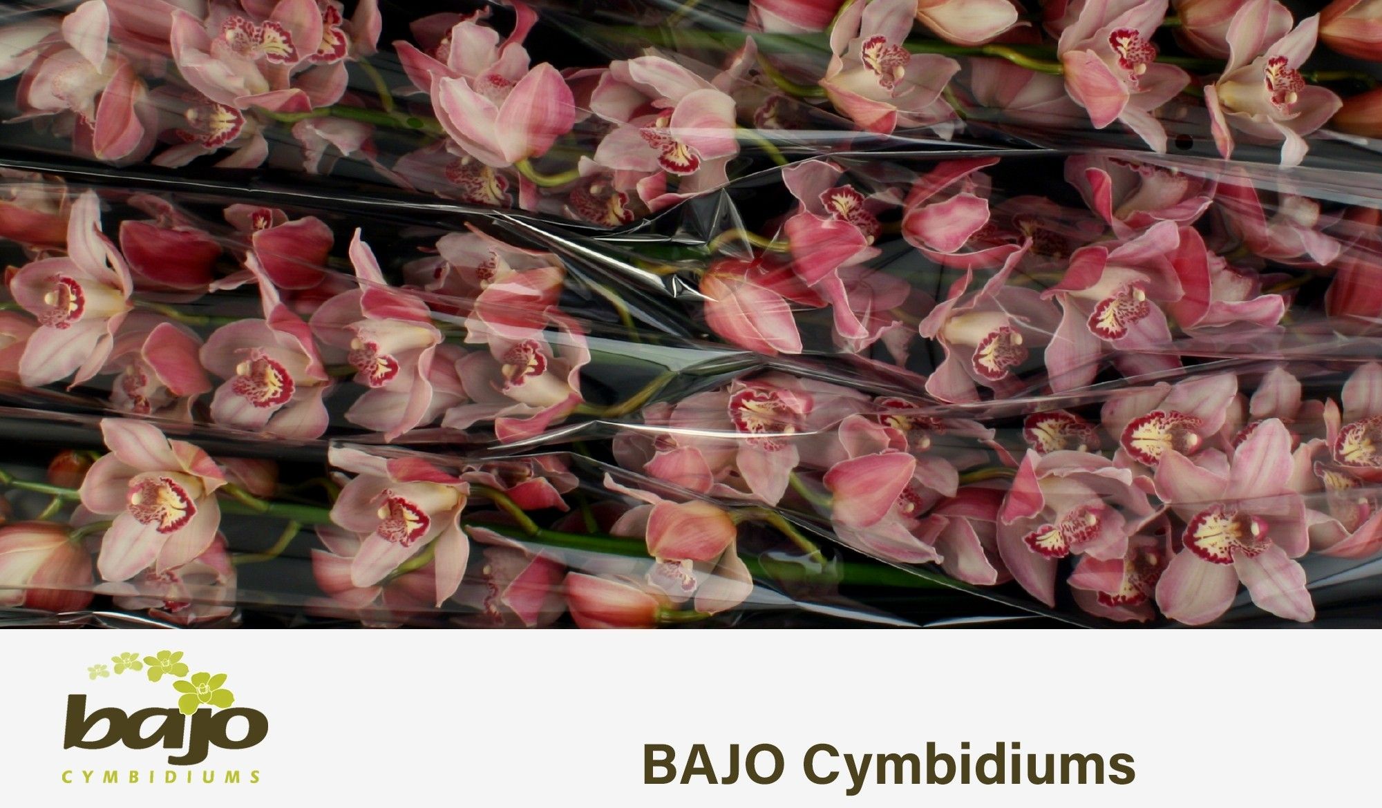 Cymbidium Claret River 12/15bl