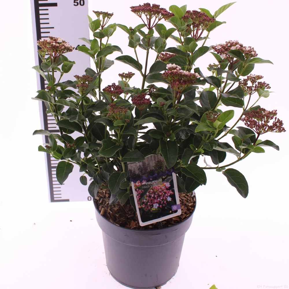 Picture of Viburnum tinus 'Lisarose'