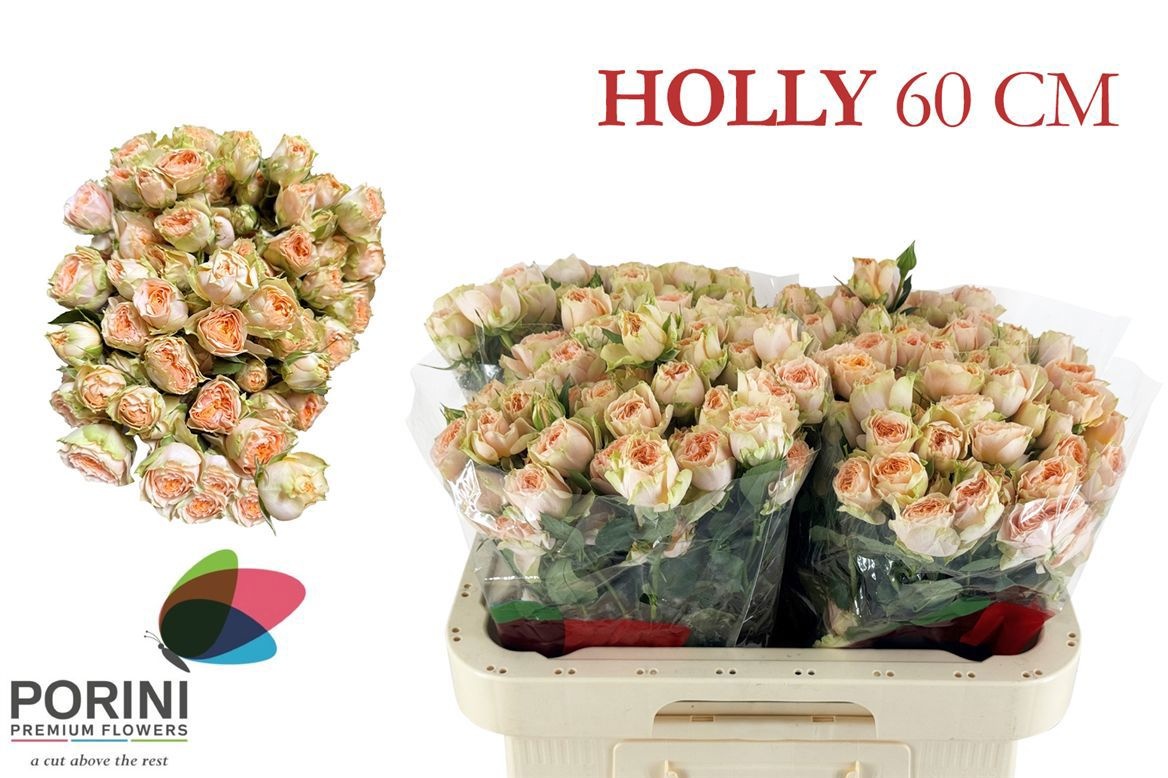 R Tr Holly