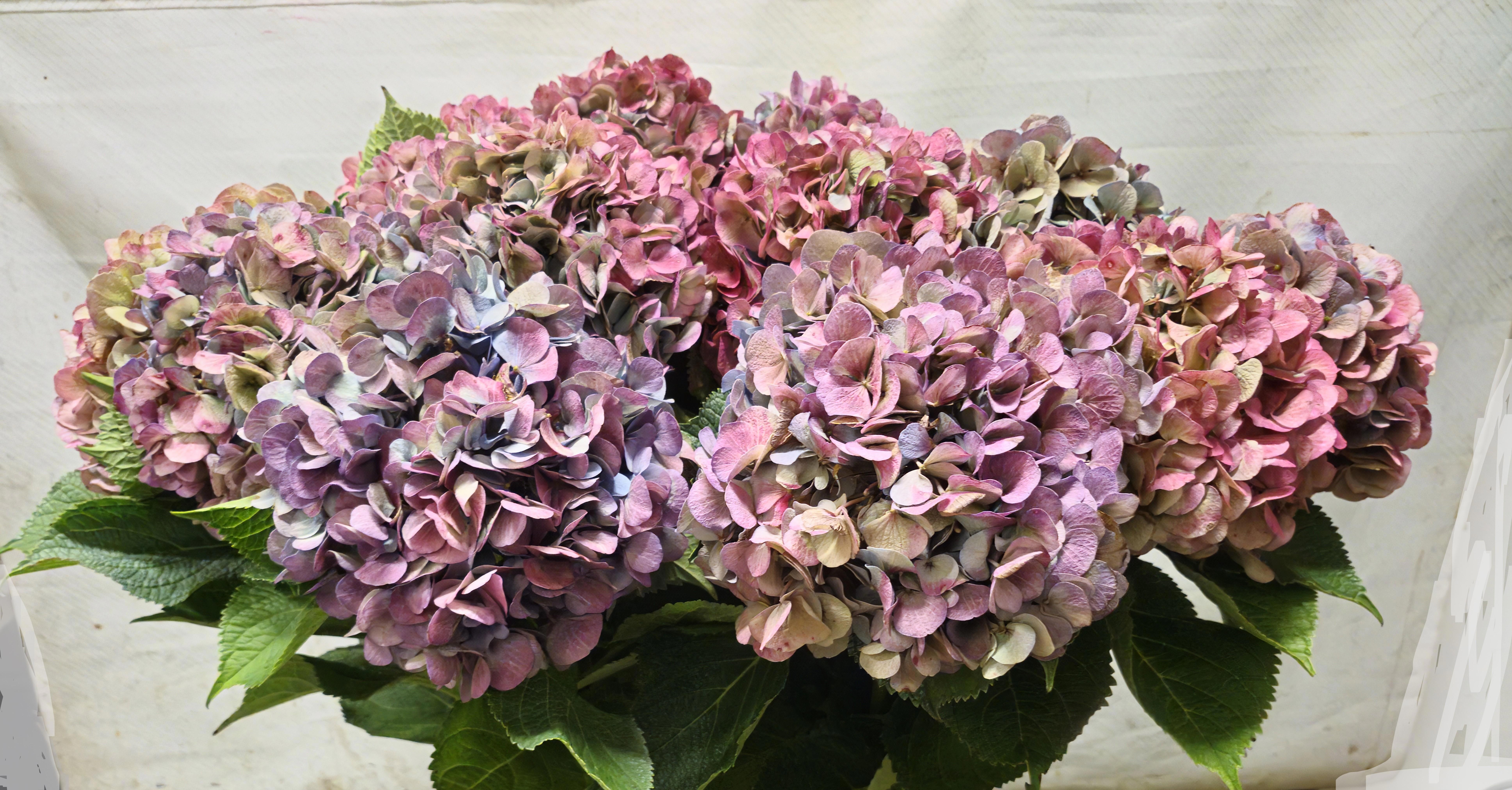 Hydrangea Bodensee Clas 100cm 19Ø