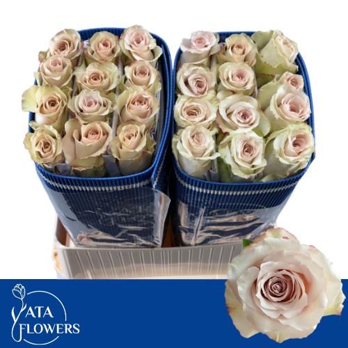 Rosa Quicksand 70cm