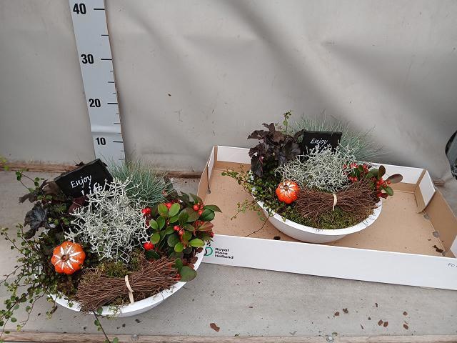 Arr Tuinplanten 32P 25cm