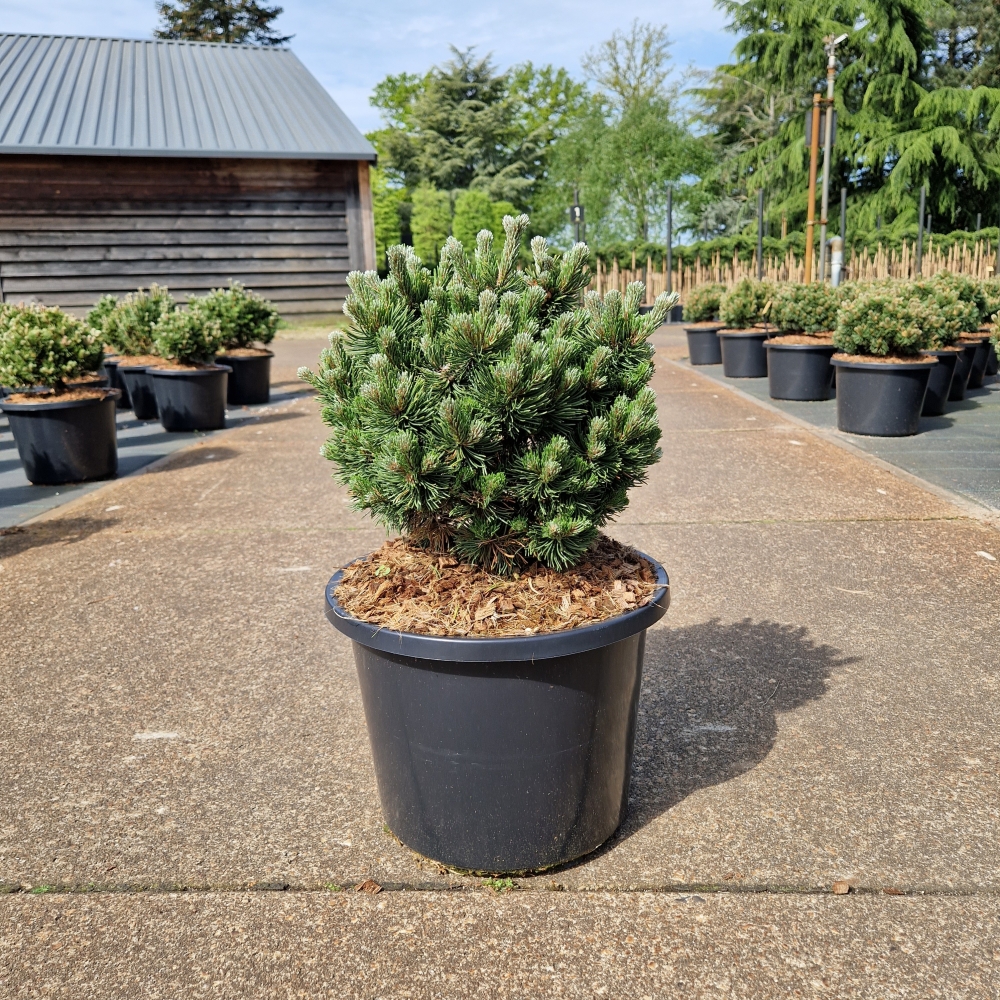 Picture of Pinus mugo Picobello C12 35/40