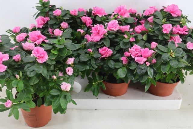 Rhodo Si Rose Vogel 14P 35H 35Ø Cm 33bloei