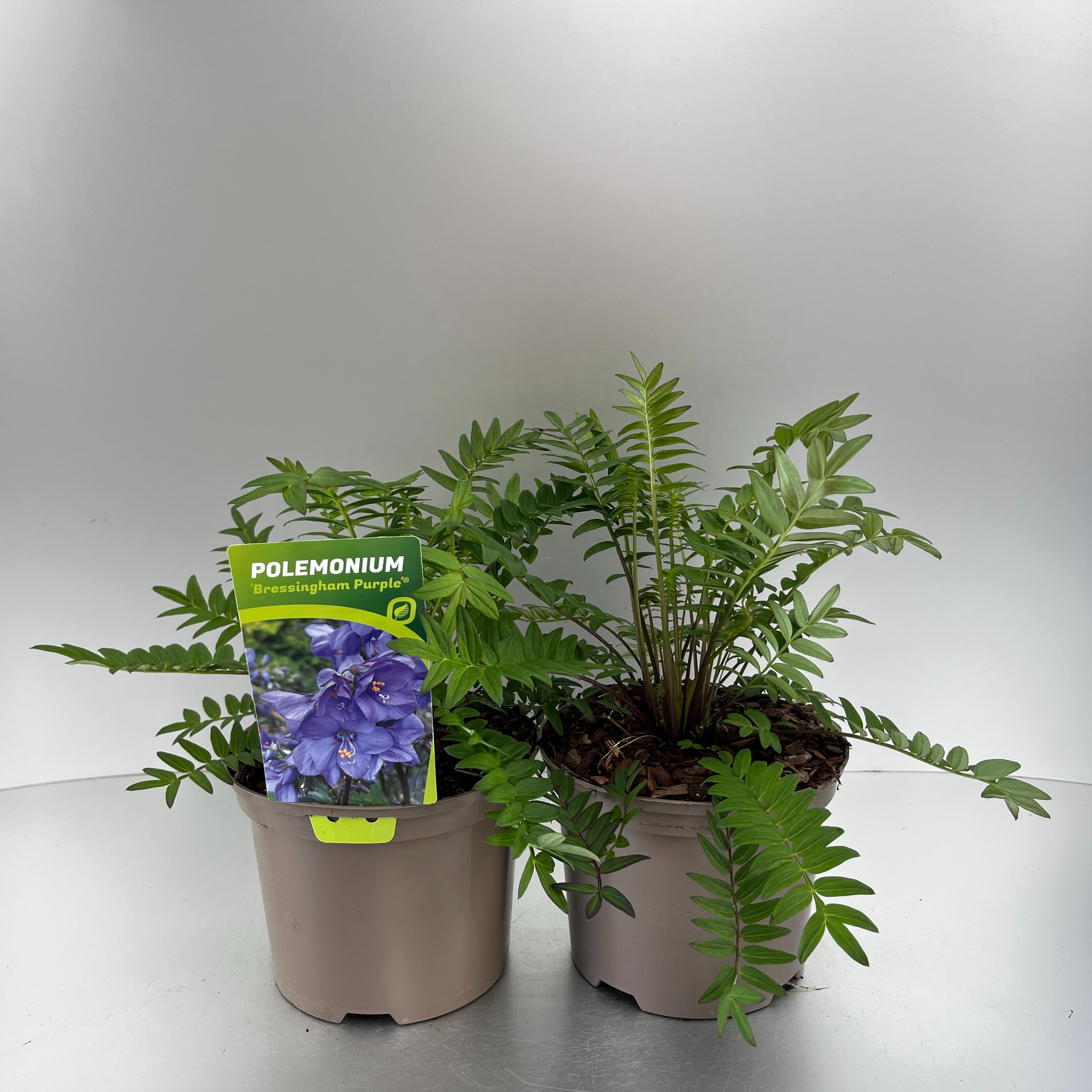 Picture of Polemonium Bressingham Purple P17 (2 Ltr)