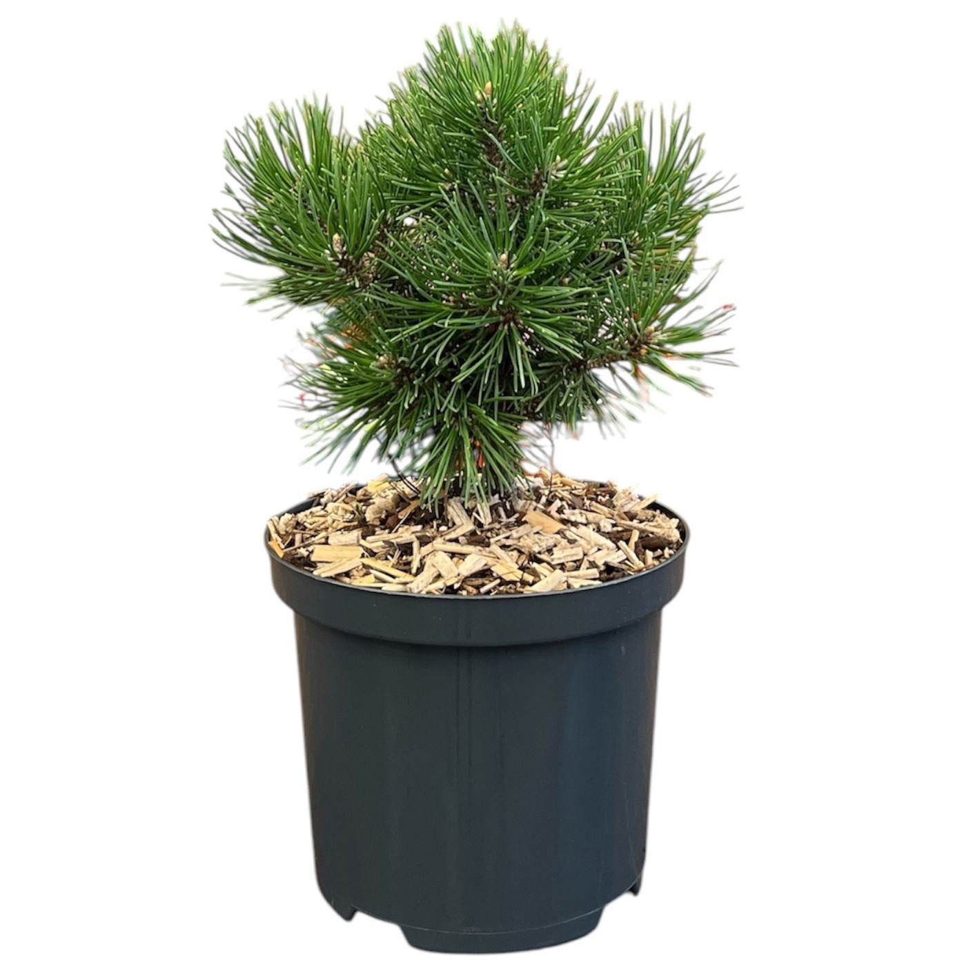 Pinus mugo 'Benjamin'