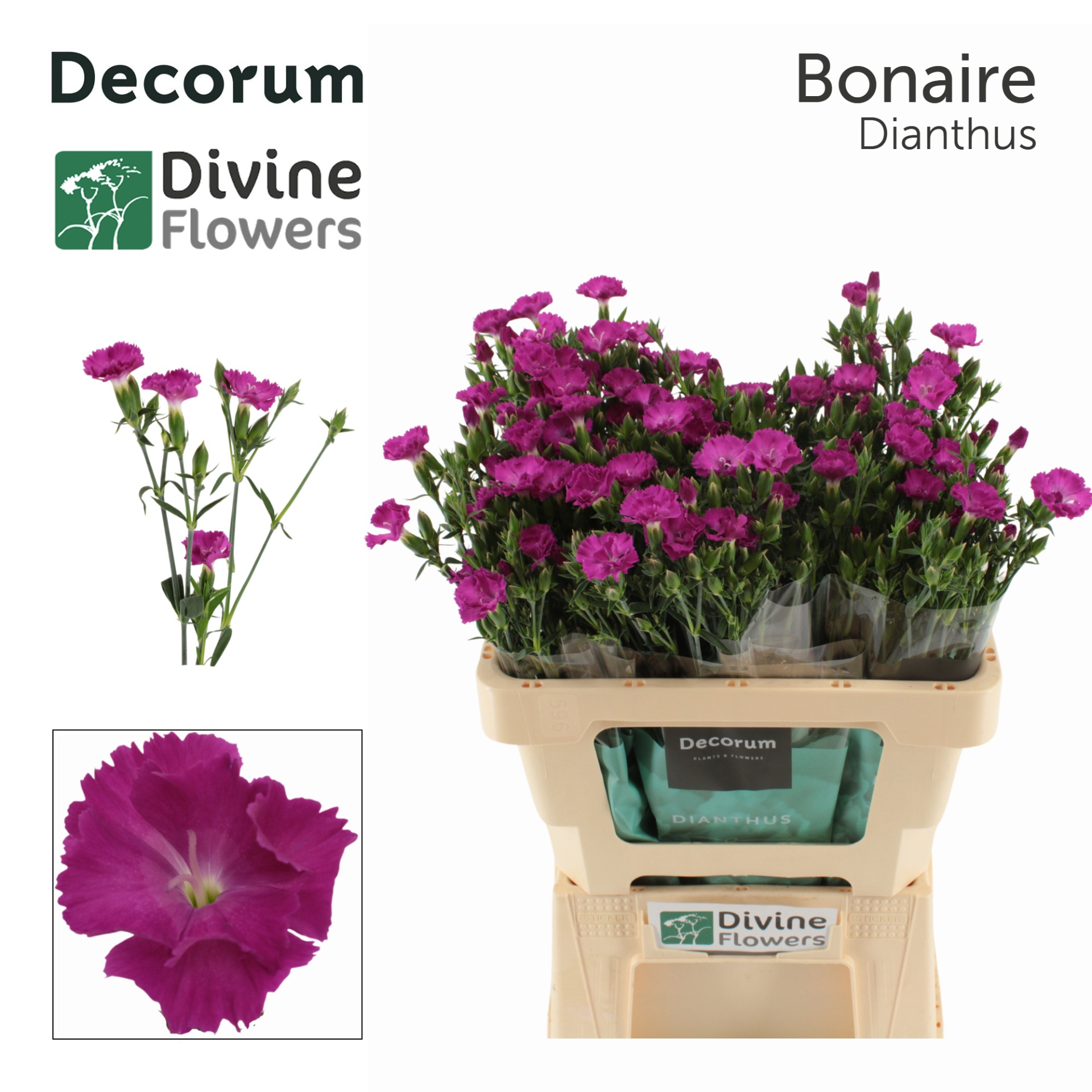 Di Raffine Bonaire