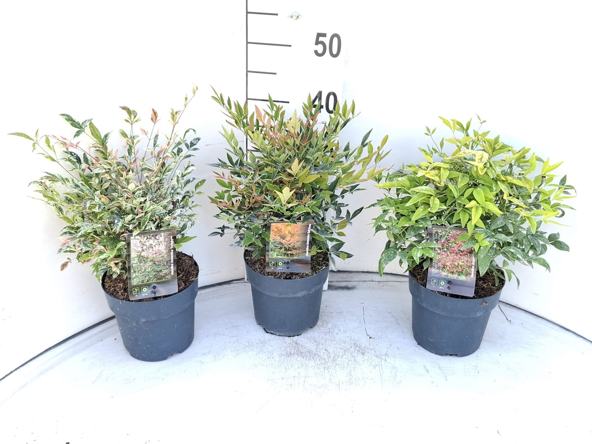 Nandina dom. 'Mix'