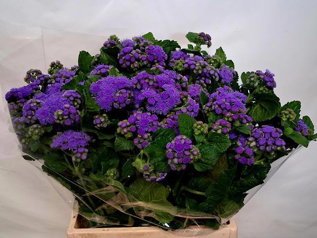 Ageratum Blue Planet 45cm
