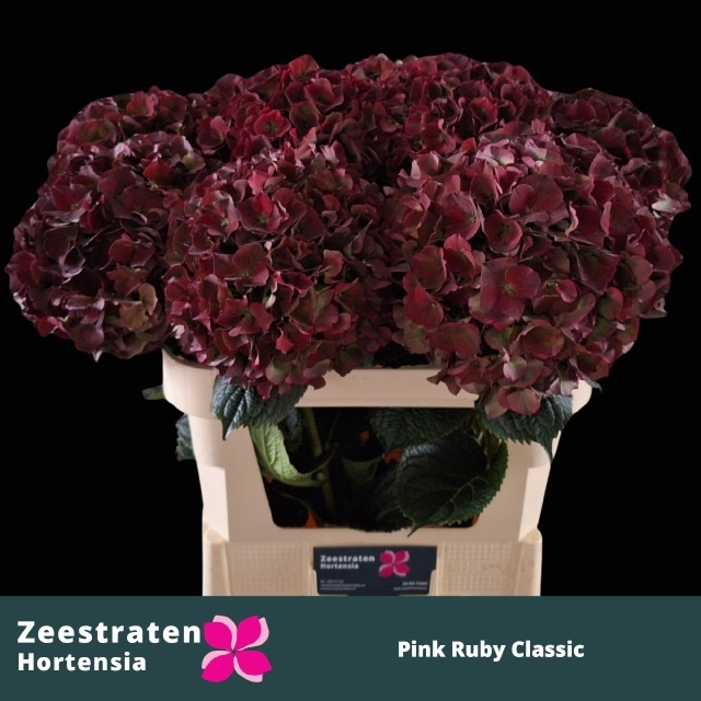 Hydrangea Ruby Pink Classic 80cm 23Ø