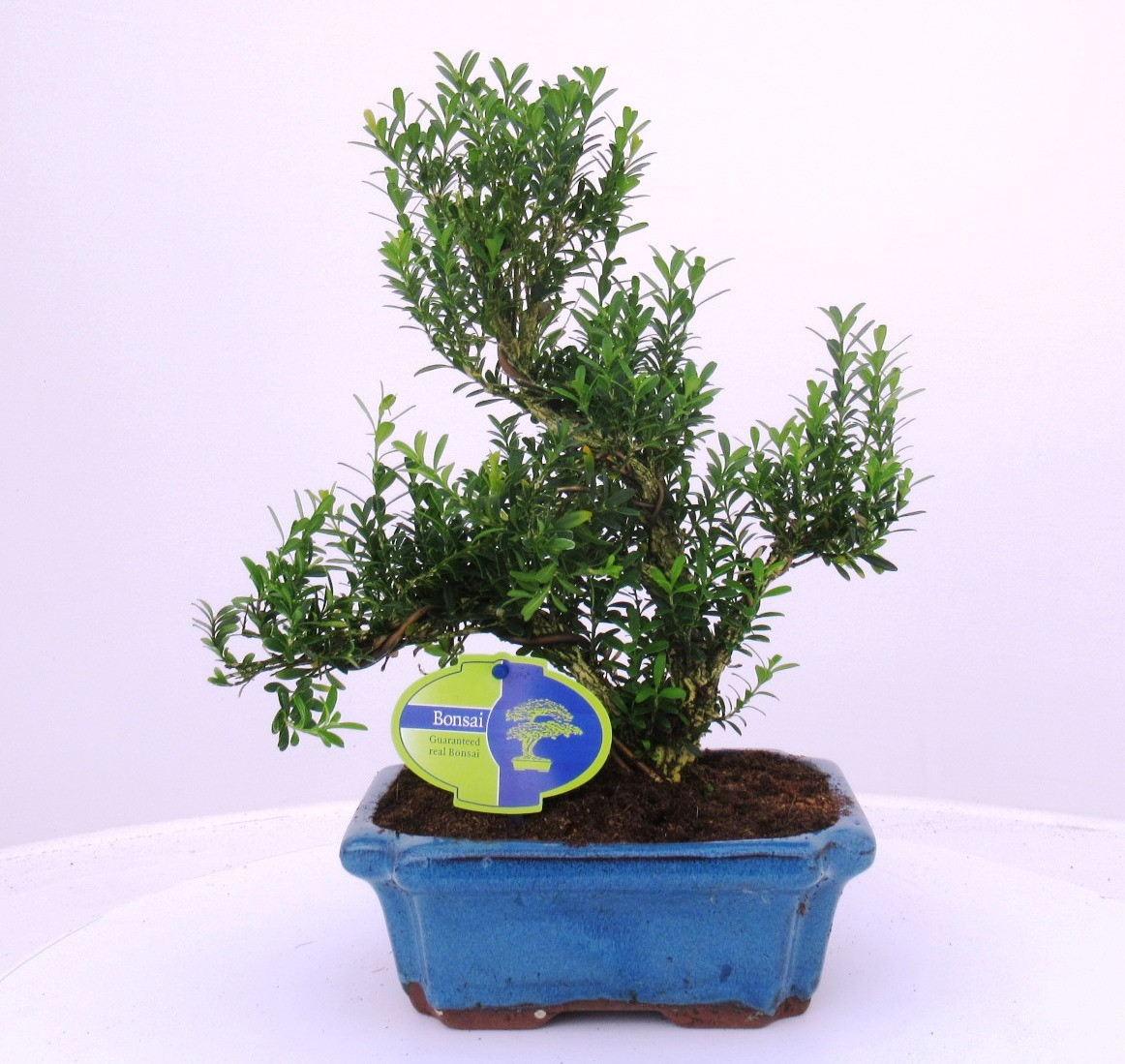 Picture of buxus harlandii, 20 cm shape, without driptray P20 30CM