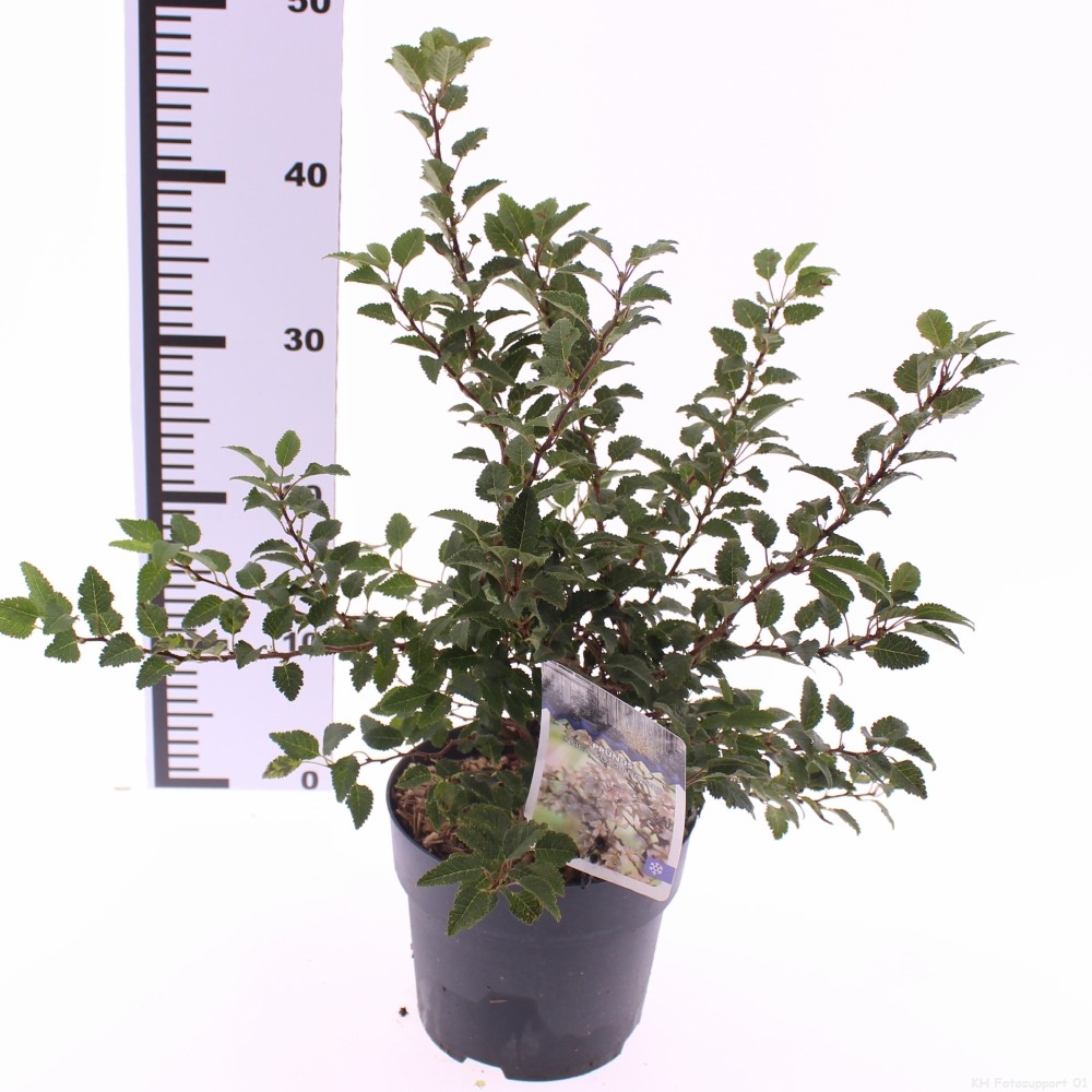 Picture of Prunus incisa 'Kojou-no-mai'