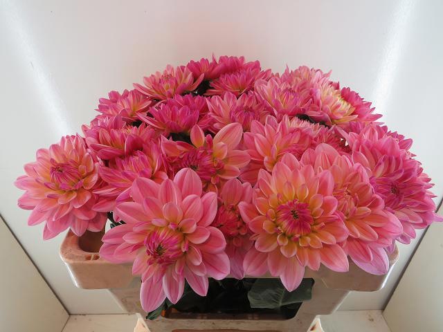 Dahl Dec Pink Magic