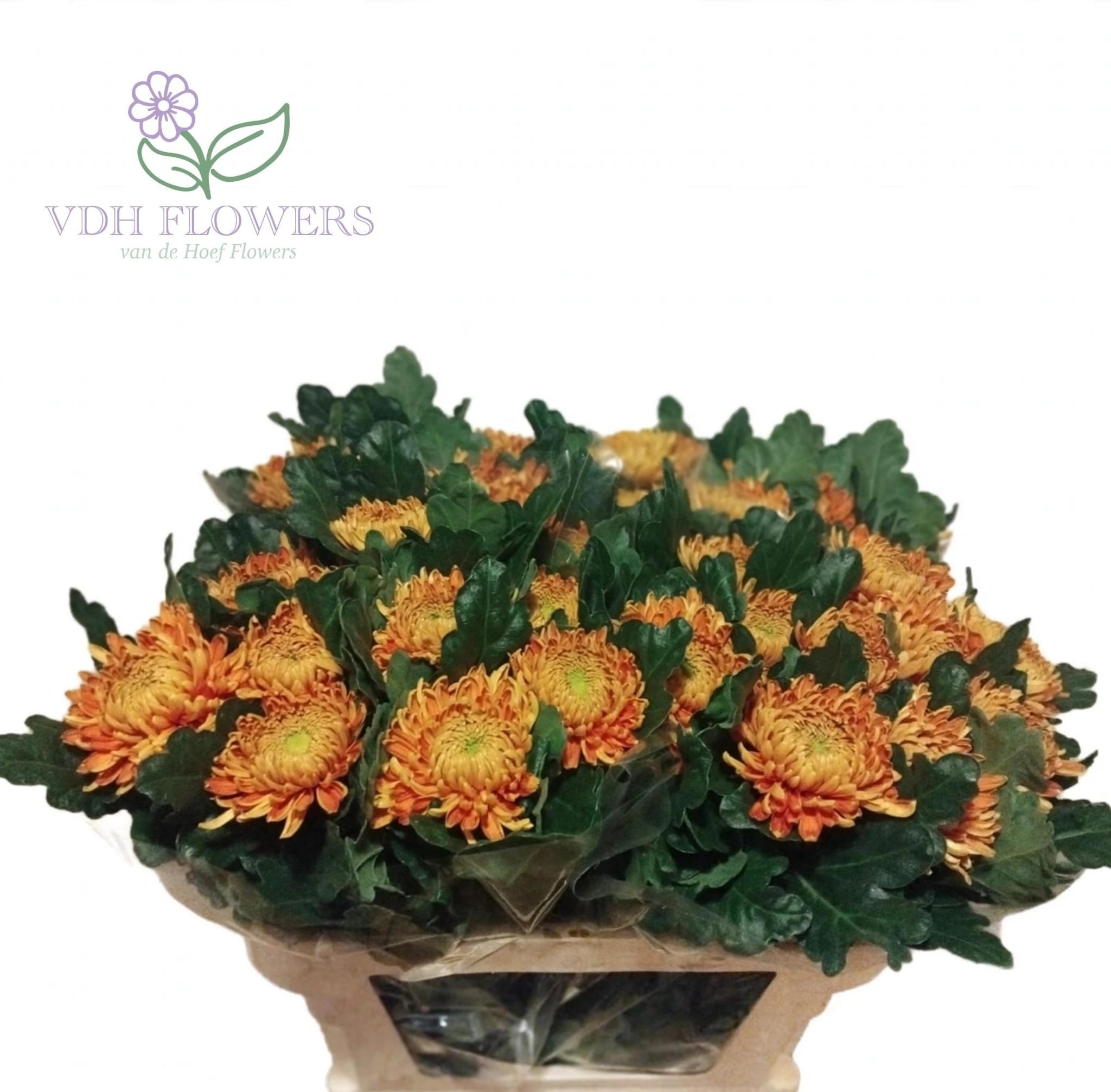 Chrys Single Astro Dark 70cm 130gram