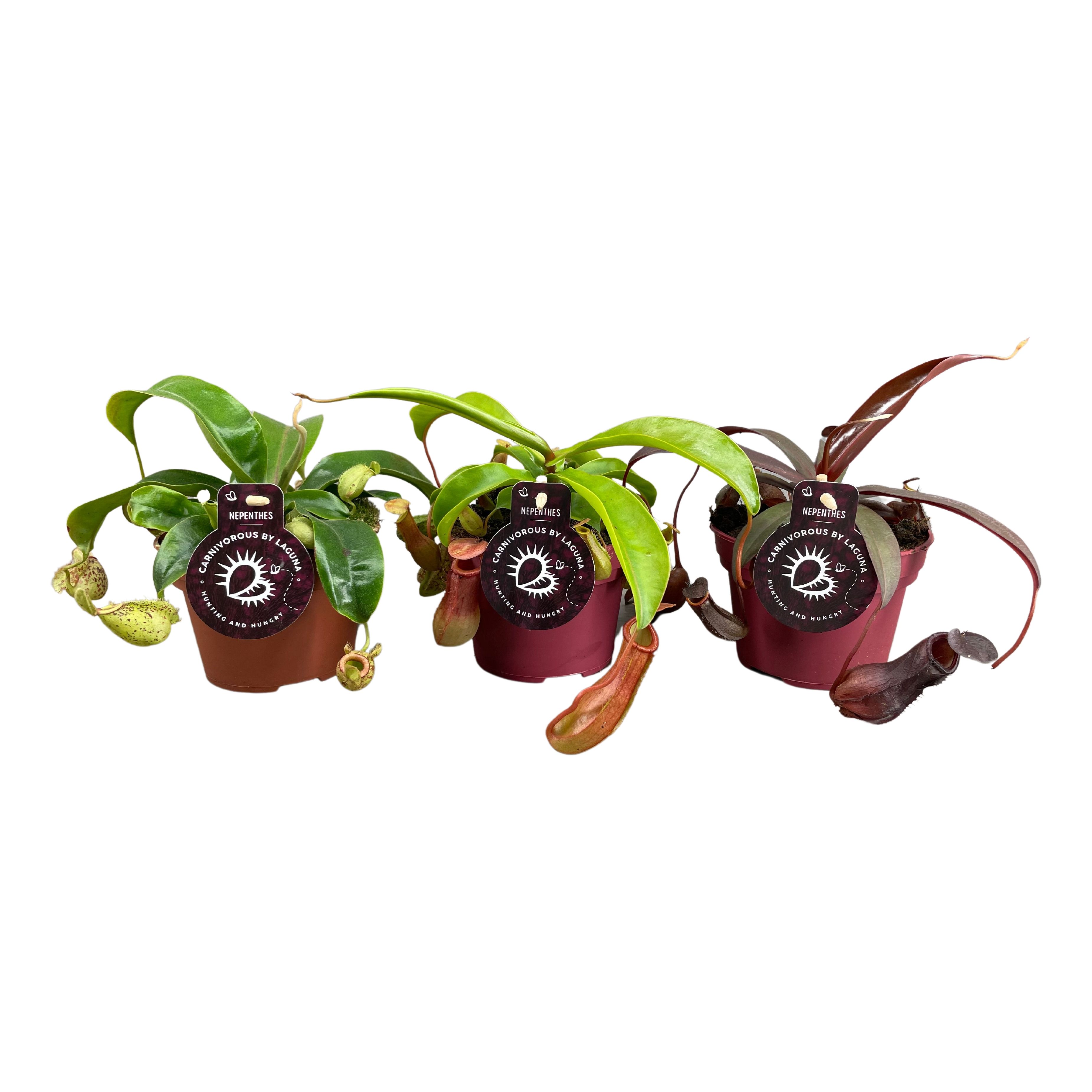 Picture of Nepenthes hybrid Carnivorous in varieties P12 17cm