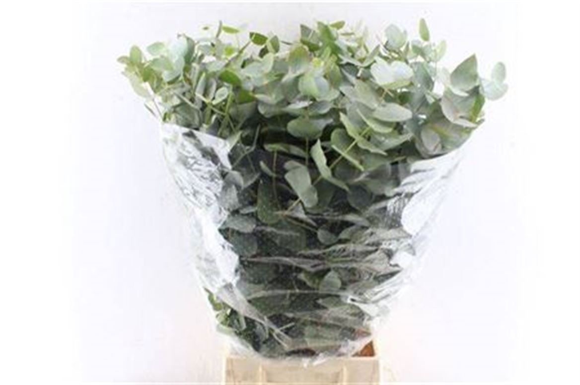 Euc Cinerea Per Bos 70L.cm 300gram