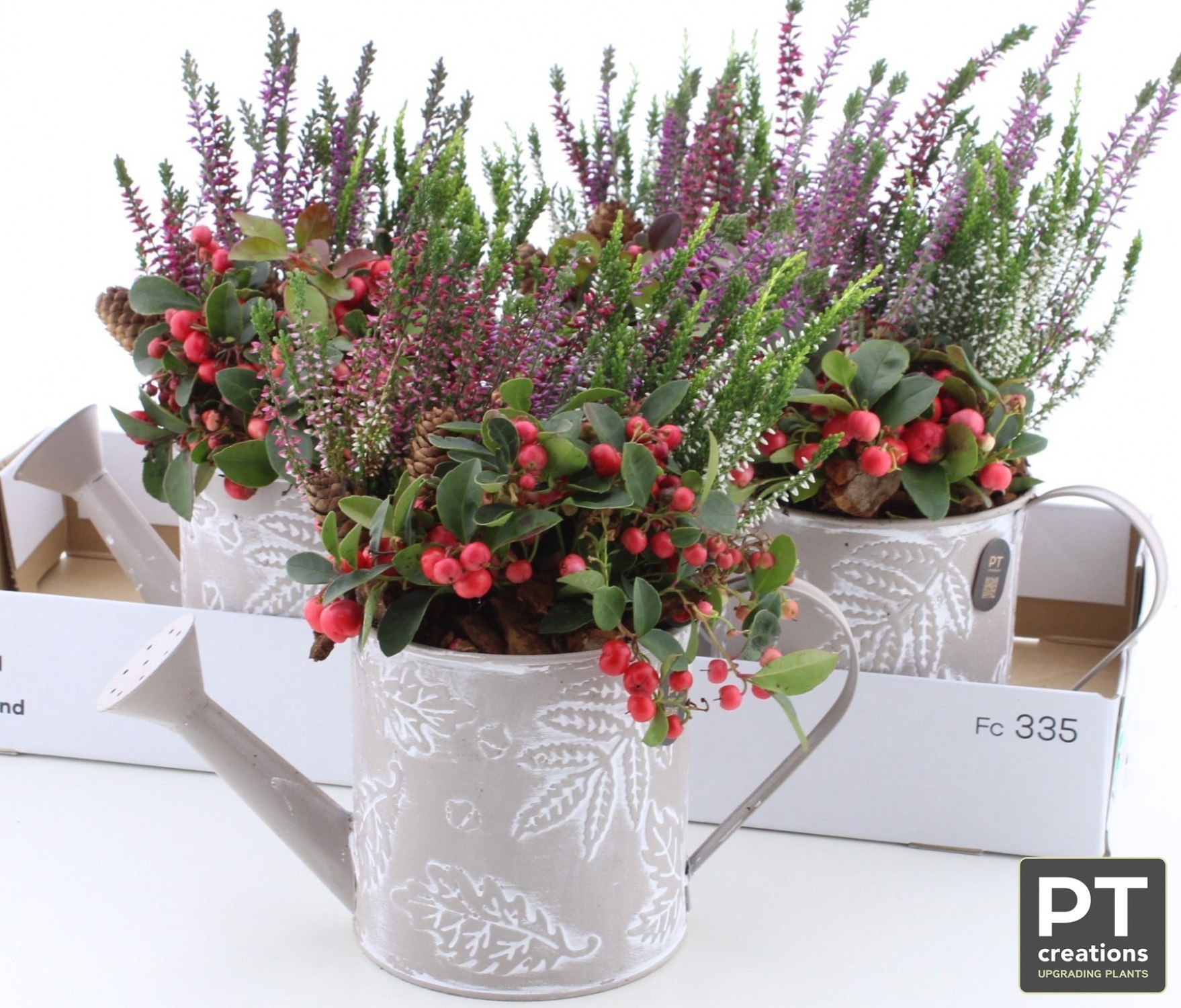 Arr Tuinplanten 27P 35cm 22bloei