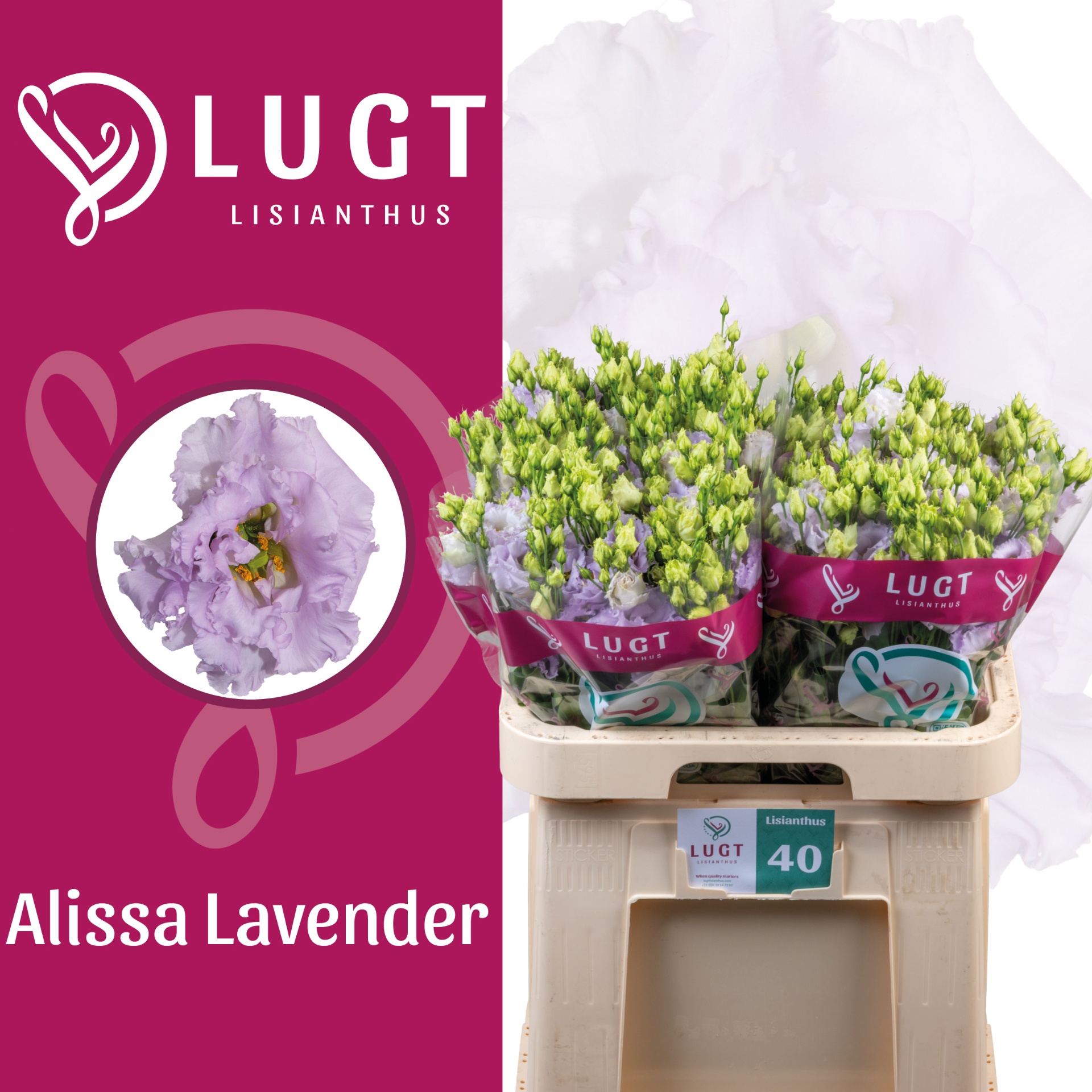 Lisianthus Double Alissa Lavendel 70cm