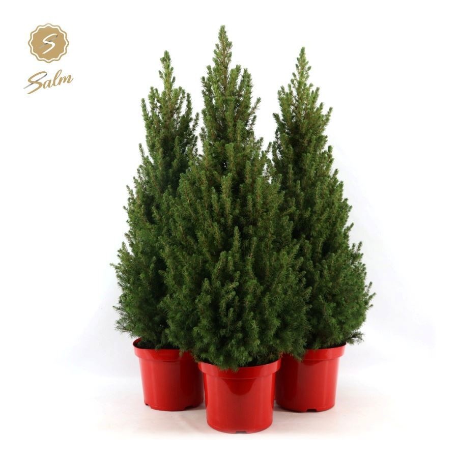 Picture of Picea gl. 'December'® P26 80/90 in Pot Red