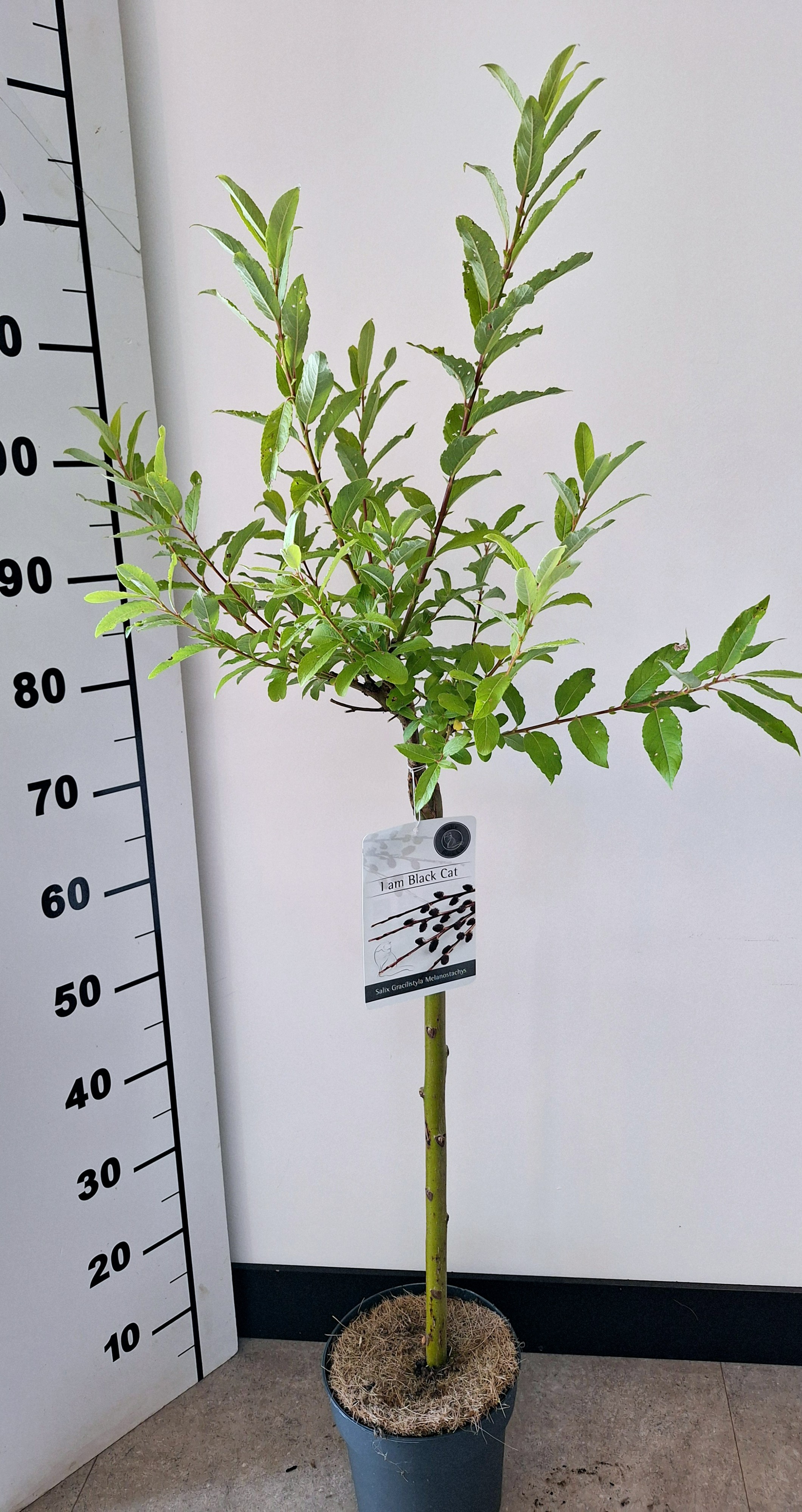 Picture of Salix gracilistyla Melanostachys P19 (3 Ltr) 80/STD (LOOSE)