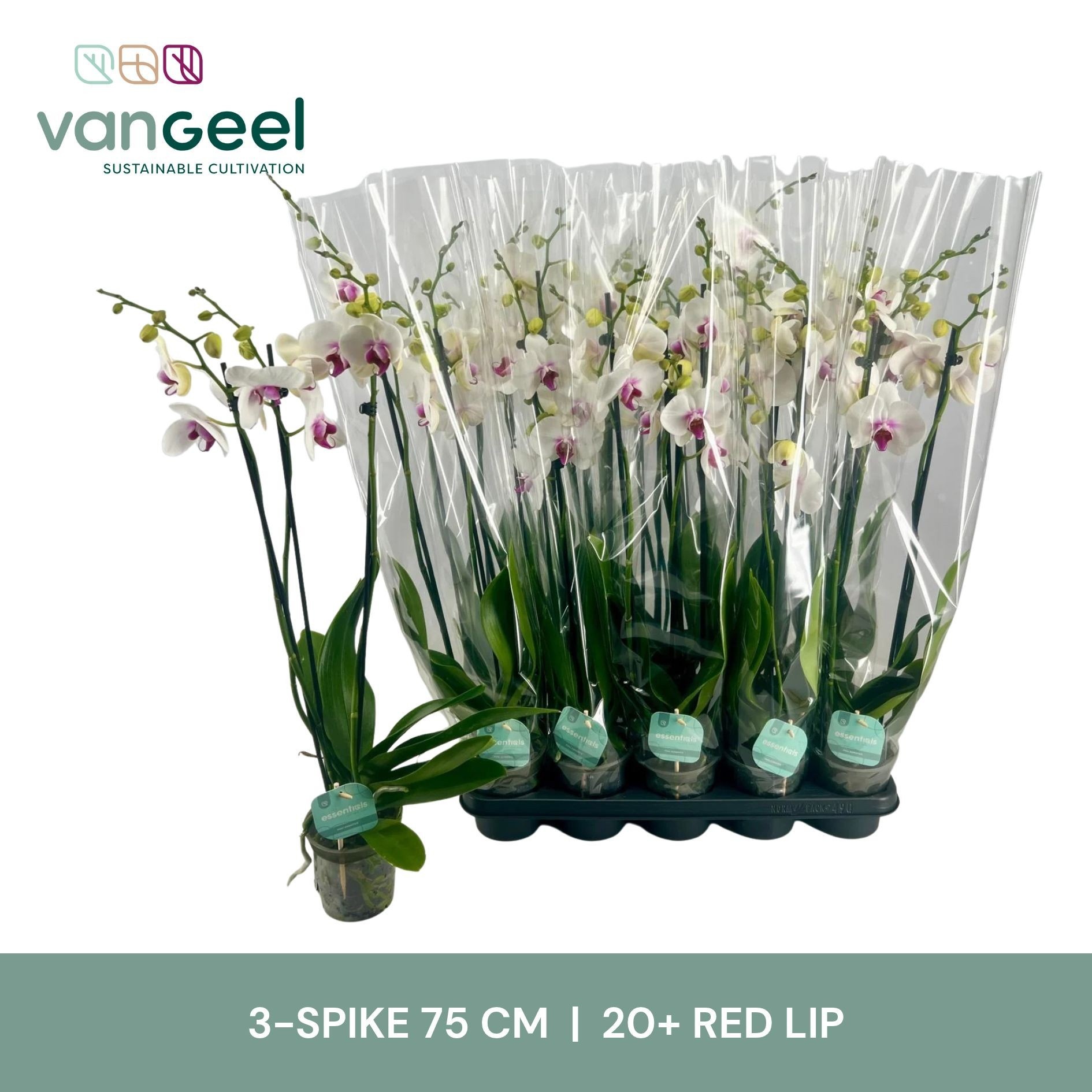 Phal Red Lips 12Ø 75cm