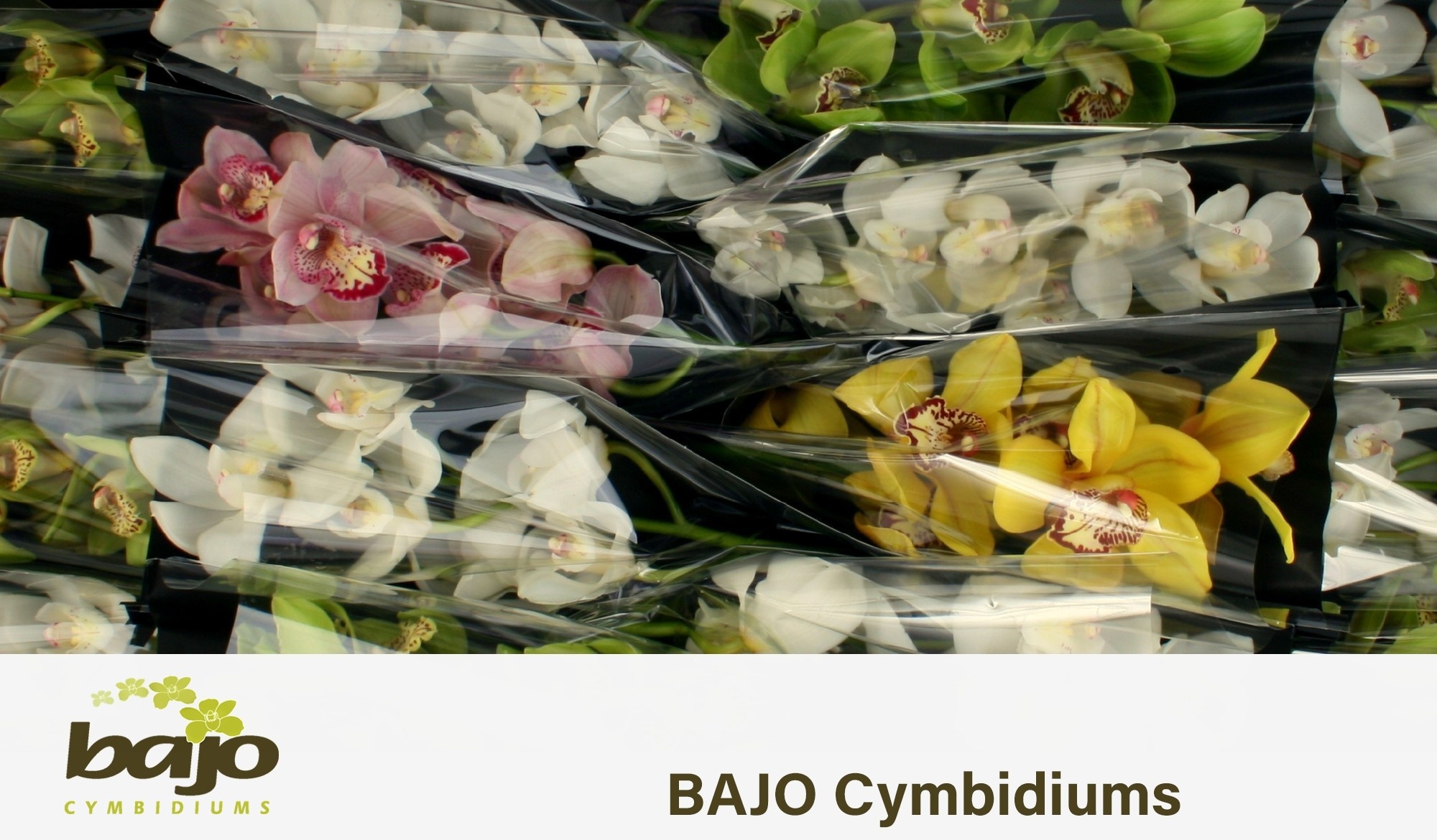 Cymbidium Asst 5bl