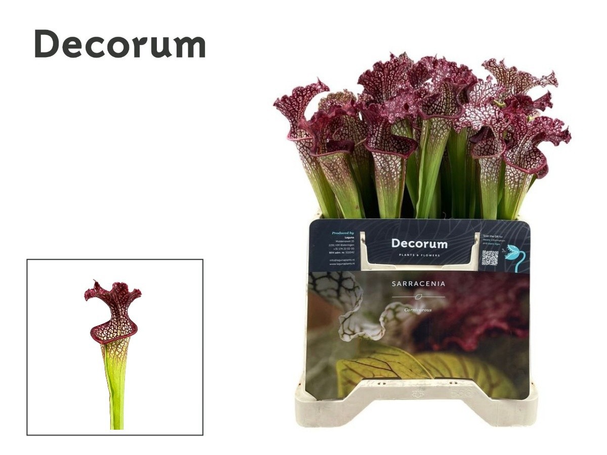 Sarracenia Snijbloem Rood