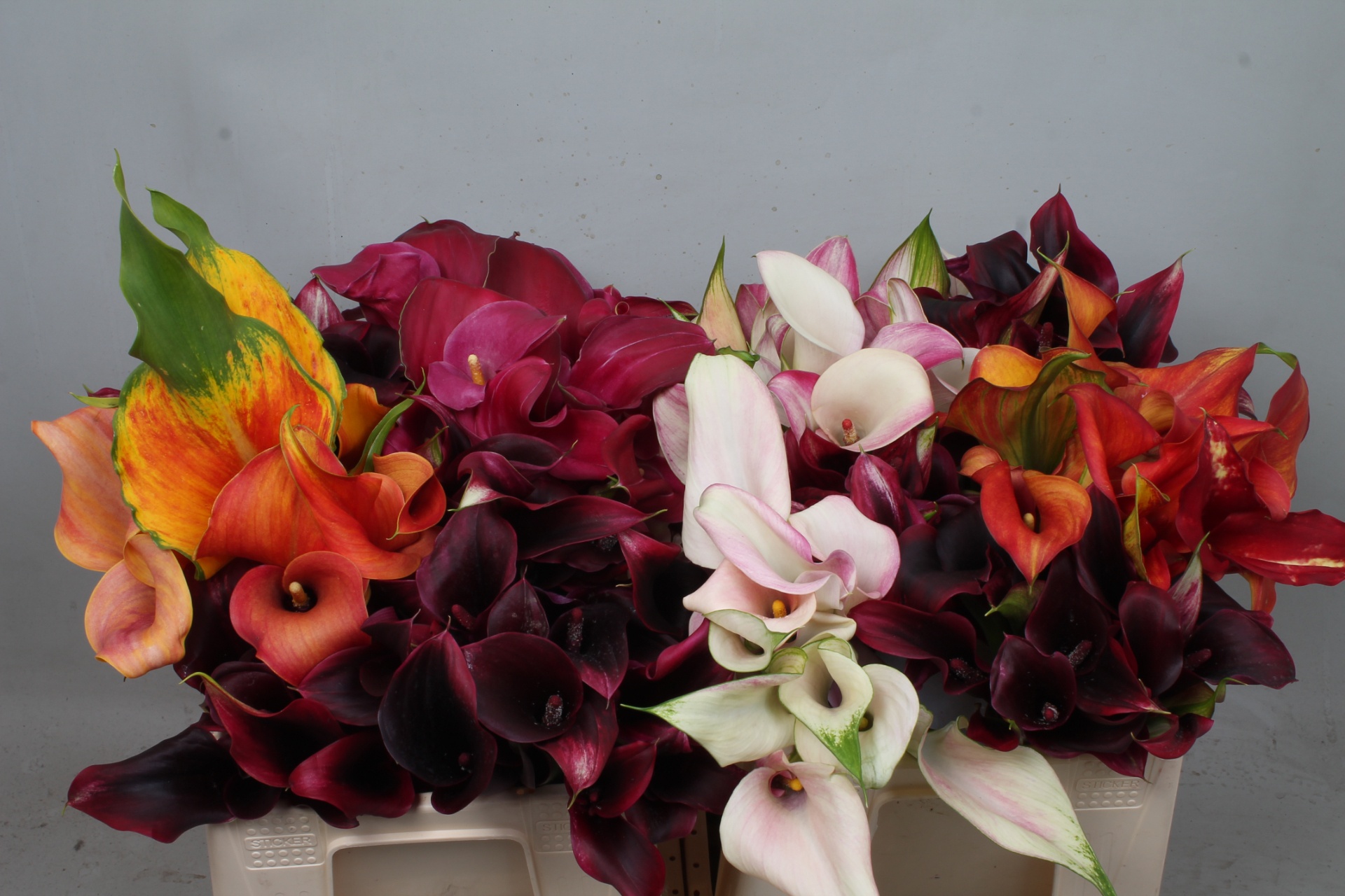 Calla Assorted 35cm