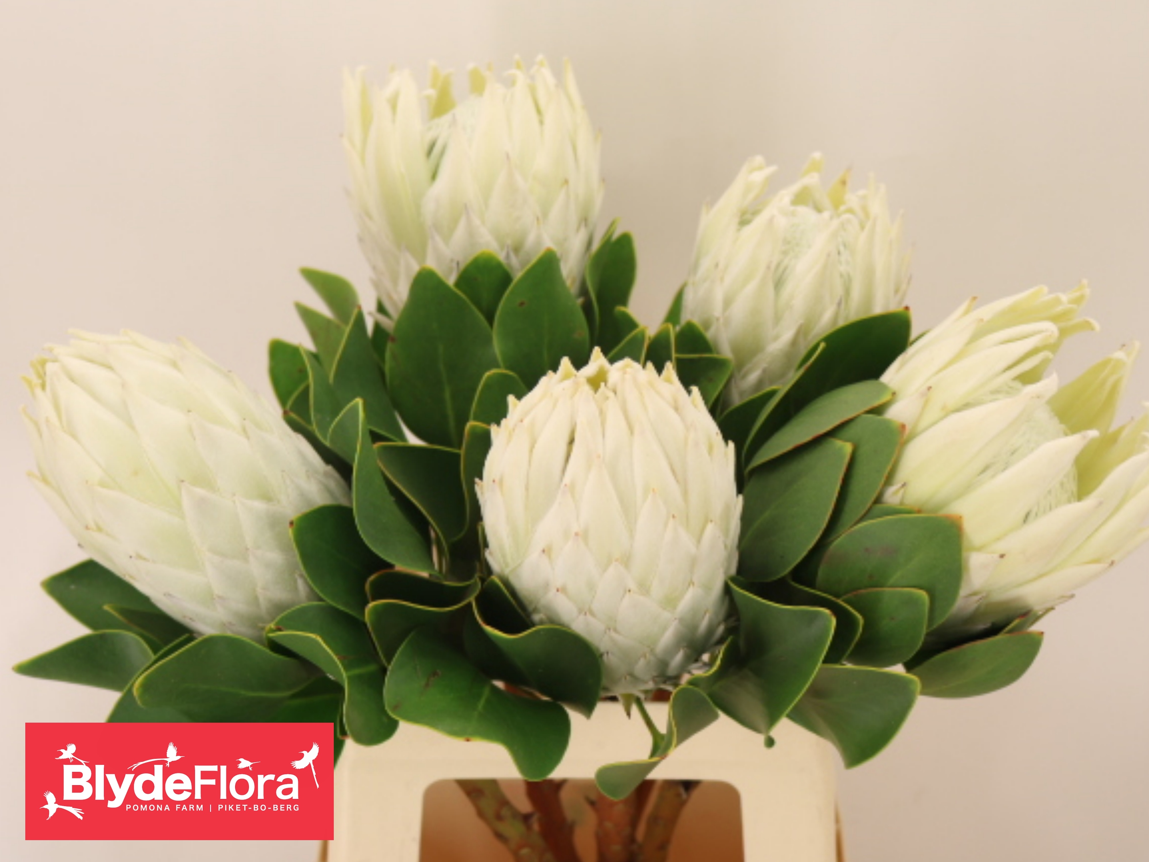 Protea Cy Lei Momi 60cm