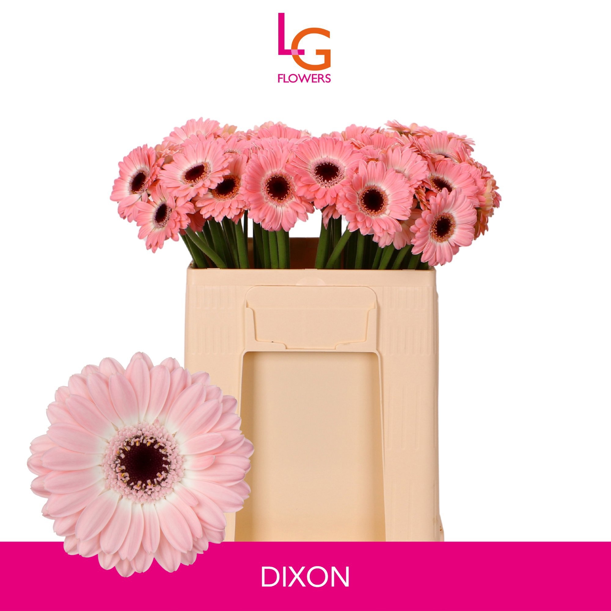 Ge Mi Dixon