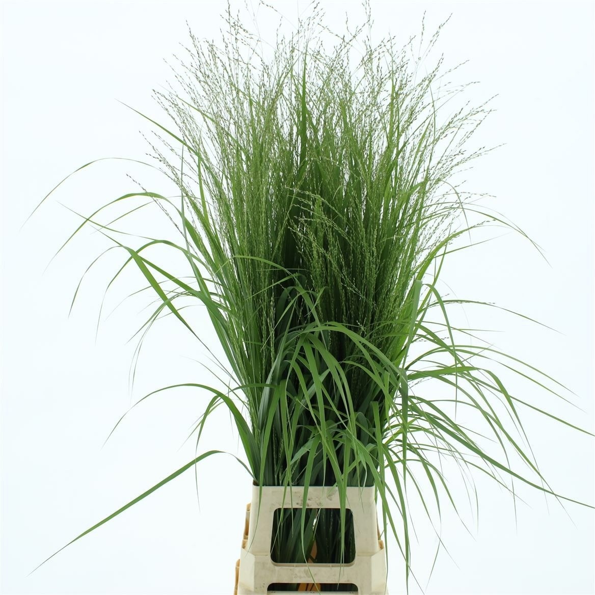 Panicum Squaw 100cm