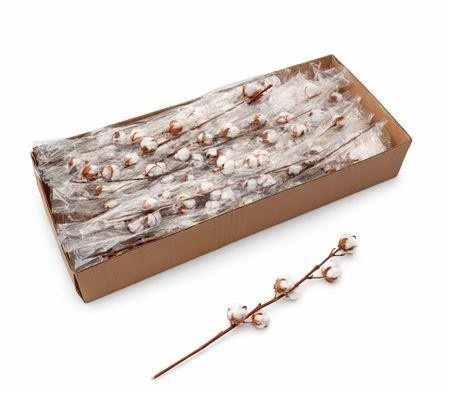 Dried Gossypium (COTTON) 60cm