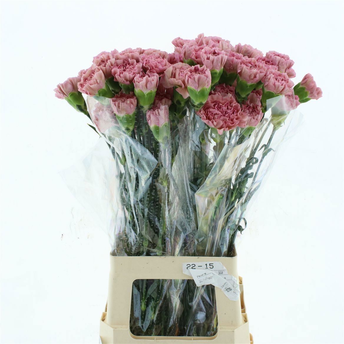 Dianthus St Lege 60cm