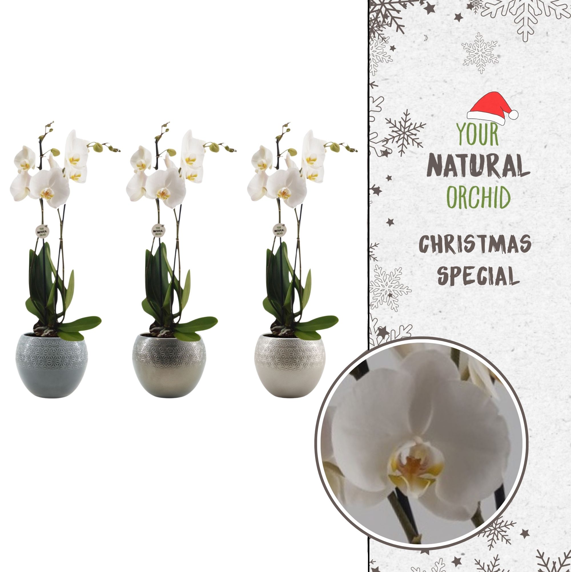 Picture of Phalaenopsis hybrid X-mas Nottingham Lisa X-mas ceramic P12 65CM