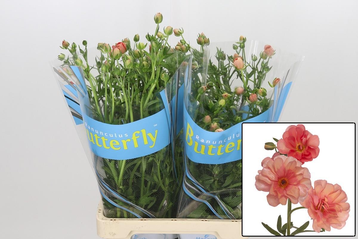 Ranunculus Butterfly Eris 70cm