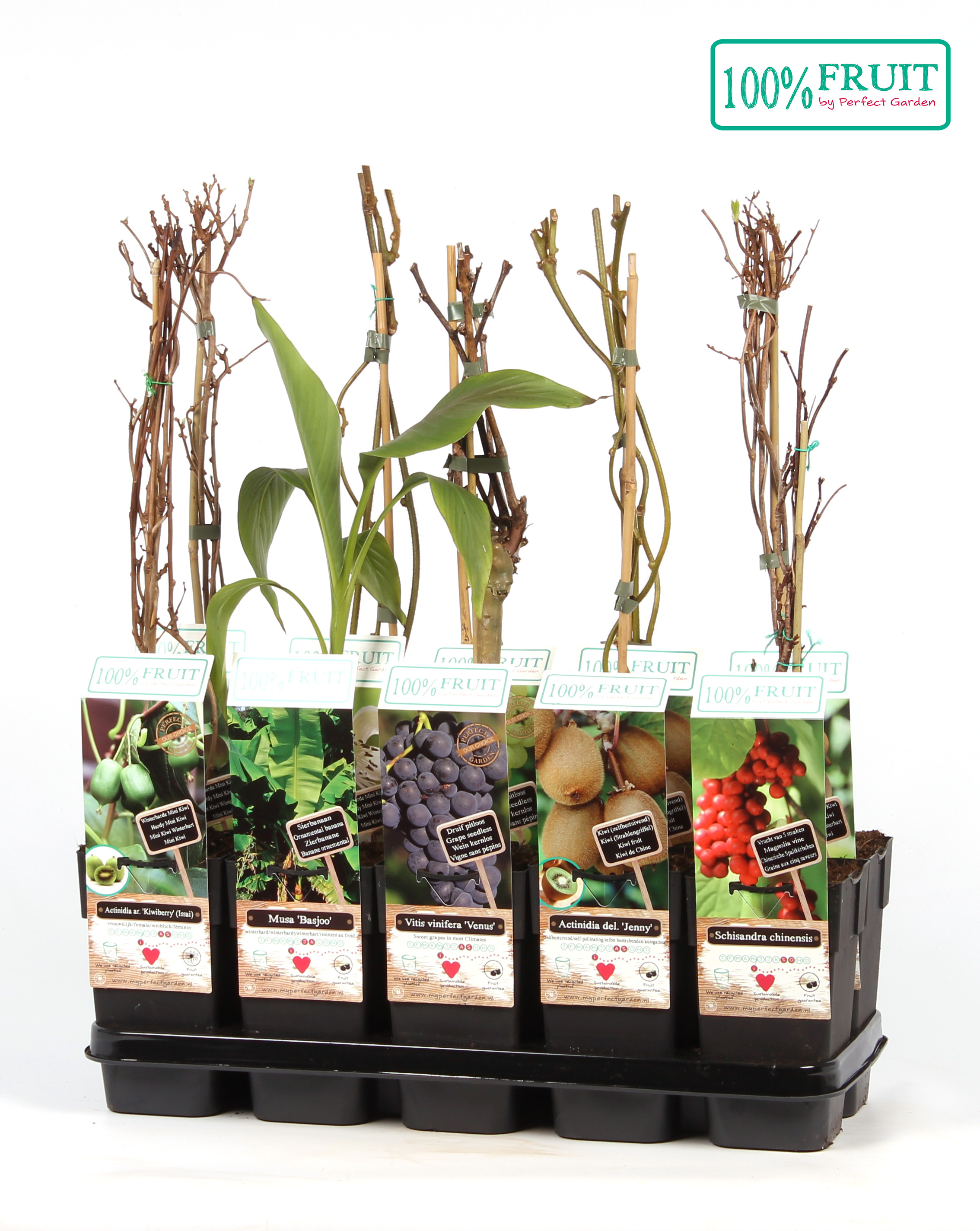 Picture of Fruit mix shelve exclusive P15