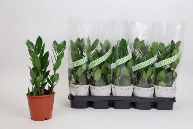 Zamioculcas Zamiifol 12Ø 35cm