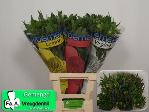 Alstr Gem In Fust