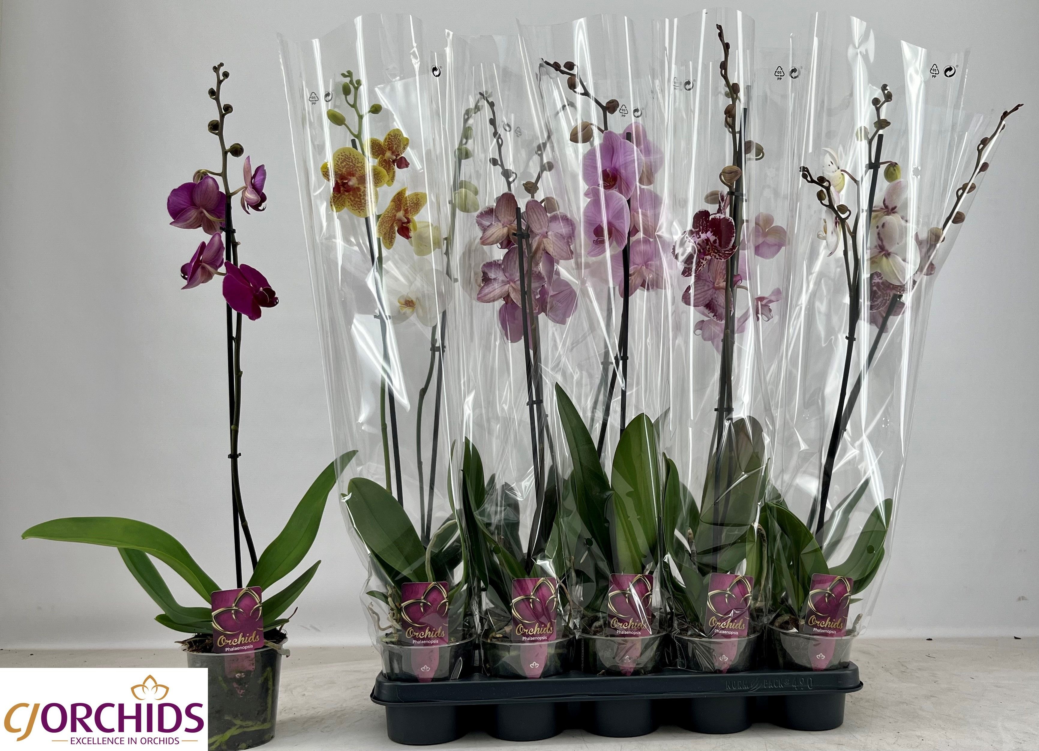 Phal Gem 12P 75H 1TAK 10bloem 23bloei
