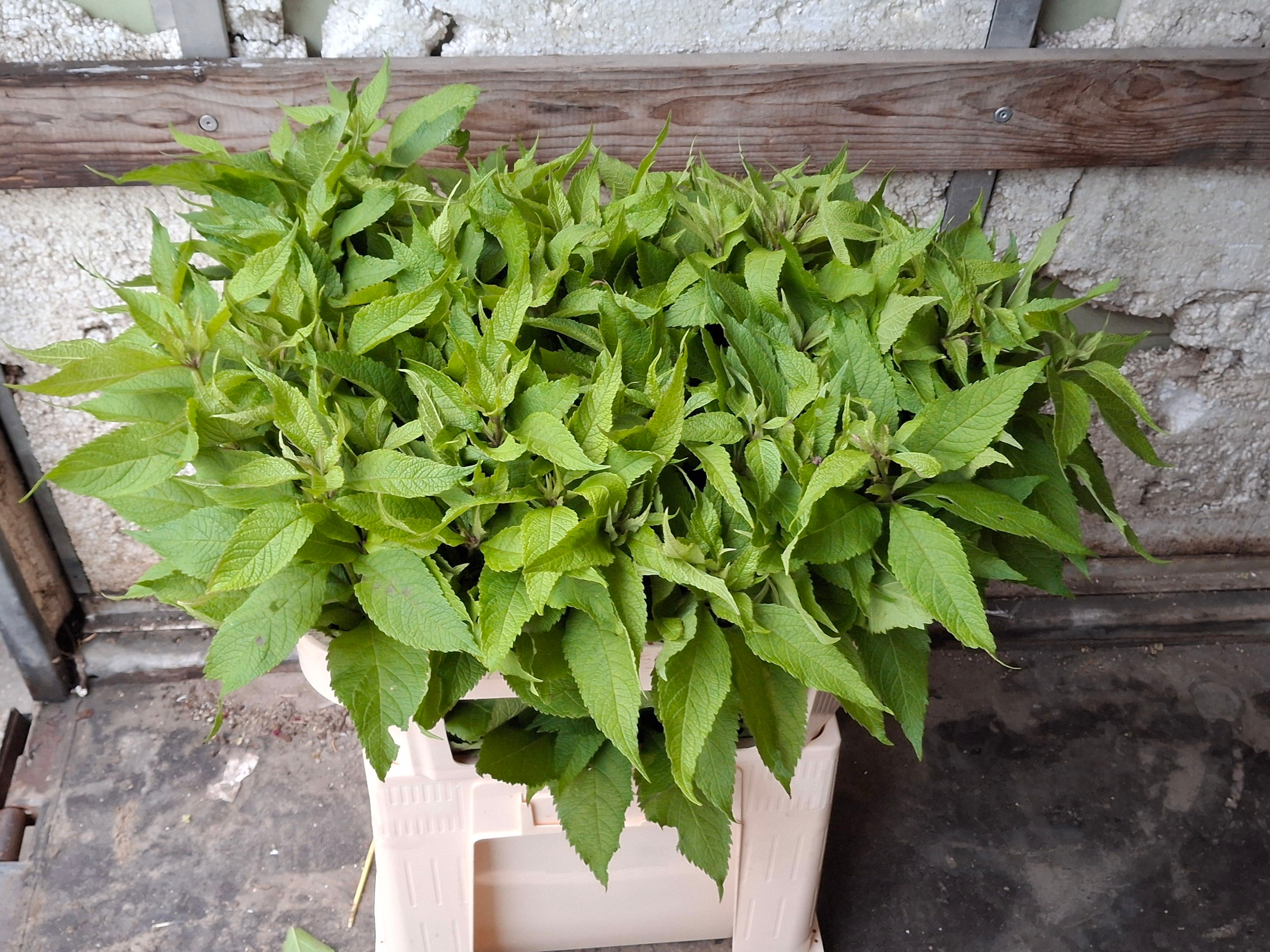 Eupatorium Purpureum 70cm