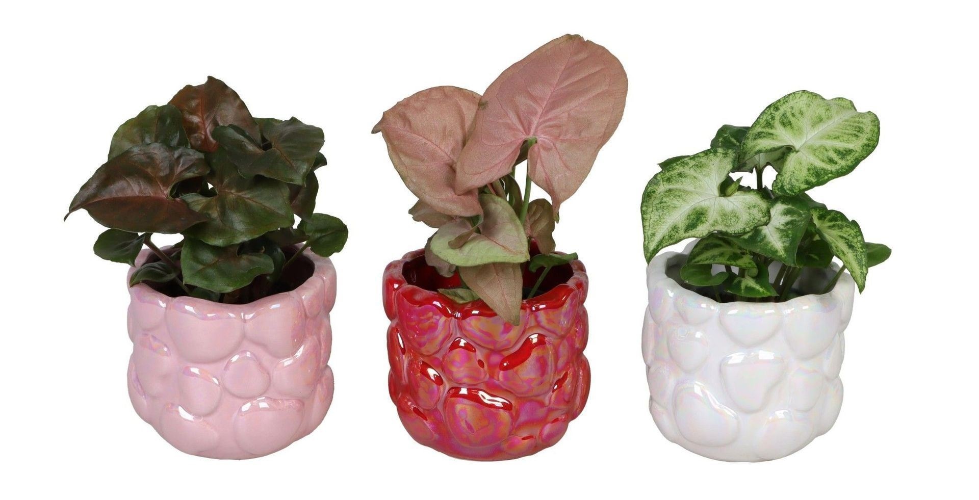 Syngonium L 66720 with Syngonium Mix