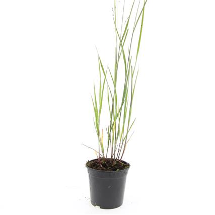 Picture of Panicum virgatum Heavy Metal P14