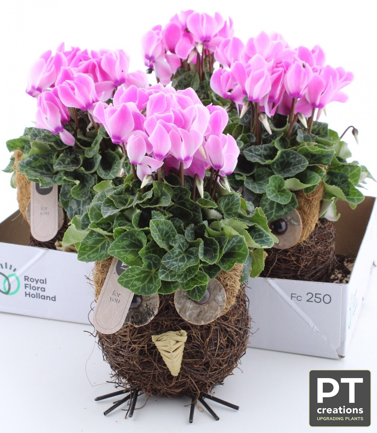 Arr Tuinplanten 14P 33cm 33bloei