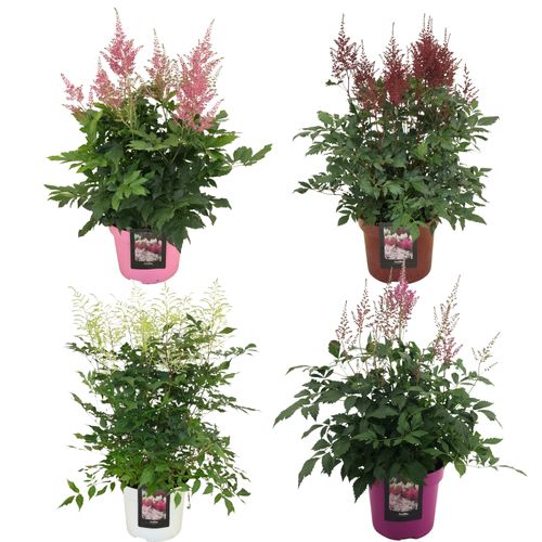Astilbe MIX LAAG p23 Florizon