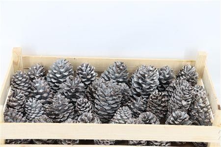 Stick Pine Cone Wax