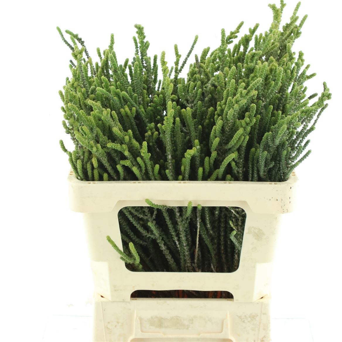 Cape Green (BERZELIA) 50cm