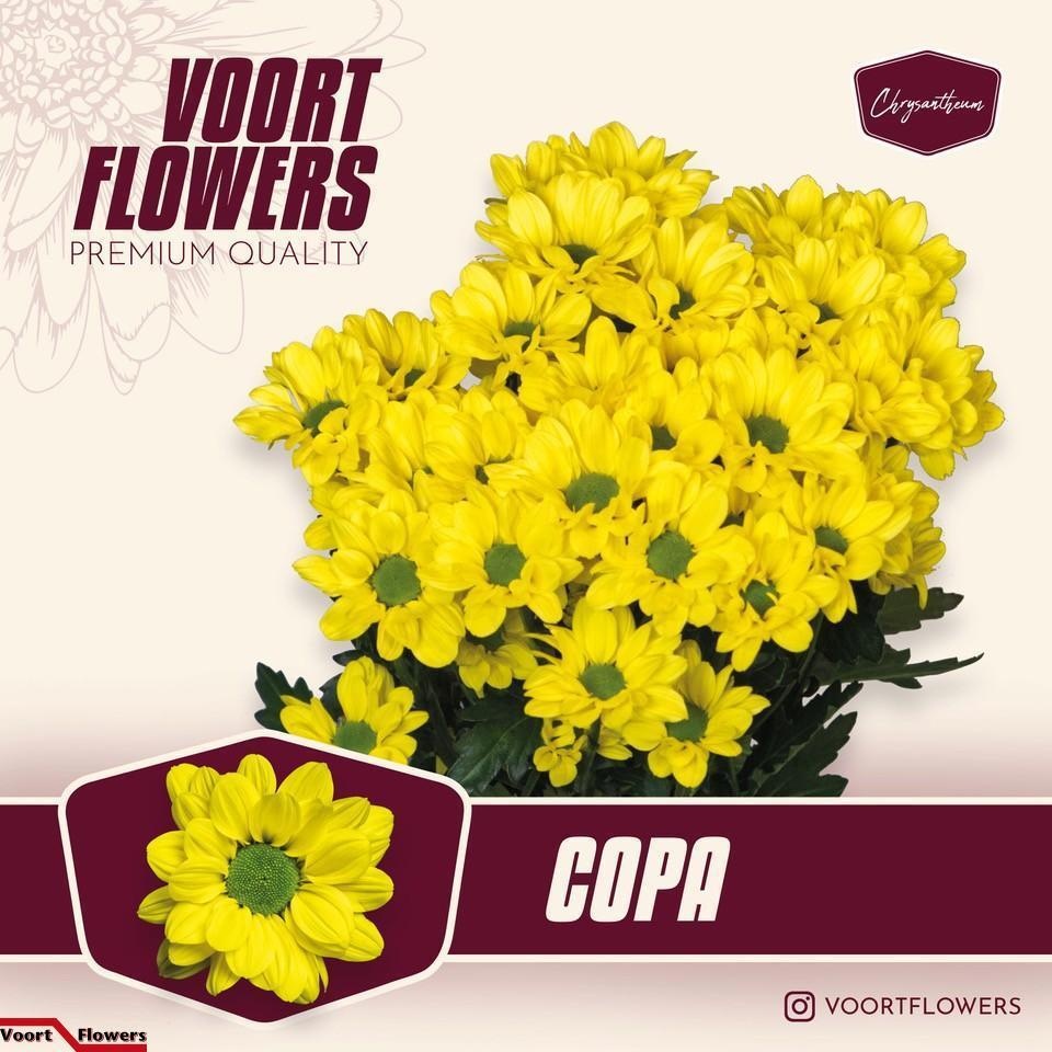 Chrys Spray Copa 55gram